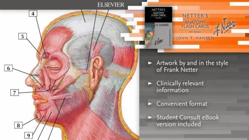 Netter's Anatomy Flash Cards